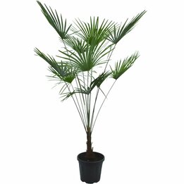 Trachycarpus princeps New Form - Topf Ø 32 cm