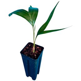 Actinokentia divaricata - S