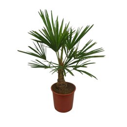 Trachycarpus fortunei - Gesamthöhe 80 - 100 cm – Topf Ø 26 cm