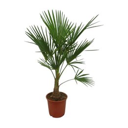 Trachycarpus fortunei - Gesamthöhe 100 - 120 cm – Topf Ø 26 cm