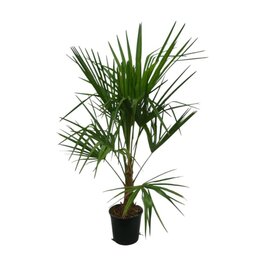 Trachycarpus fortunei - Gesamthöhe 120 - 140 cm – Topf Ø 26 cm