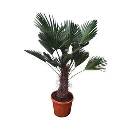 Trachycarpus wagnerianus - Stammhöhe 40 - 50 cm – Topf Ø 32 cm