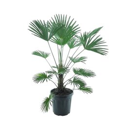 Trachycarpus wagnerianus - Gesamthöhe 120 - 140 cm – Topf Ø 32 cm