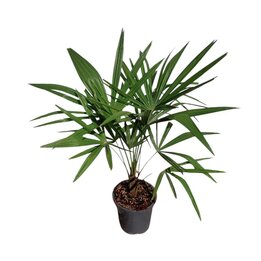 Trachycarpus fortunei - Gesamthöhe 70 - 90 cm – Topf Ø 17 cm
