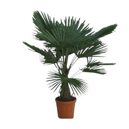 Trachycarpus fortunei - Gesamthöhe 120 - 140 cm – Topf Ø 32 cm