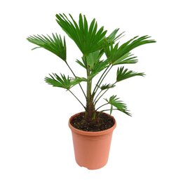 Trachycarpus wagnerianus - Gesamthöhe 60 - 70 cm – Topf Ø 21 cm