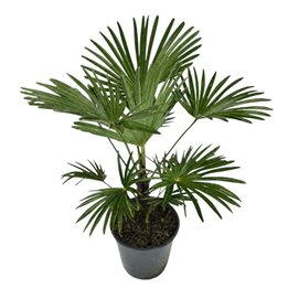 Trachycarpus wagnerianus - Gesamthöhe 70 - 90 cm – Topf Ø 24 cm