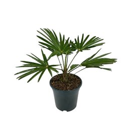 Trachycarpus wagnerianus - Gesamthöhe 40 - 50 cm – Topf Ø 17 cm