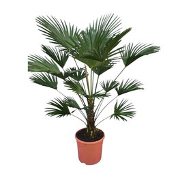 Trachycarpus wagnerianus - Stammhöhe 30 - 40 cm – Topf Ø 32 cm