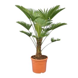 Trachycarpus wagnerianus - Gesamthöhe 100 - 120 cm – Topf Ø 32 cm
