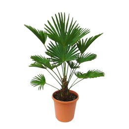 Trachycarpus wagnerianus - Gesamthöhe 70 - 90 cm – Topf Ø 26 cm