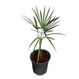 Trachycarpus sp. Kumaon x princeps - Gesamthöhe 50 - 70 cm – Topf Ø 17 cm