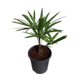Trachycarpus sp. winsan x princeps - Gesamthöhe 50 - 70 cm – Topf Ø 17 cm