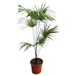 Trachycarpus sp. New Form - Gesamthöhe 100+ cm – Topf Ø 26 cm