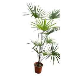 Trachycarpus sp. New Form - Gesamthöhe 140+ cm – Topf Ø 32 cm