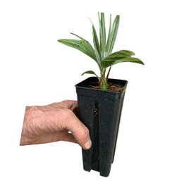 Trachycarpus princeps Stonegate - Topf 0,7 ltr
