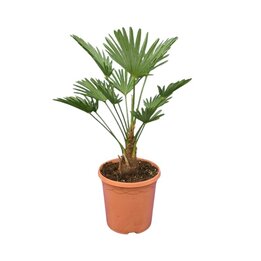 Trachycarpus wagnerianus - Gesamthöhe 50 - 60 cm – Topf Ø 19 cm