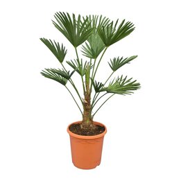 Trachycarpus wagnerianus - Gesamthöhe 50 - 70 cm – Topf Ø 26 cm