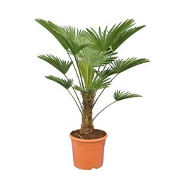 Trachycarpus wagnerianus - Gesamthöhe 80 - 100 cm – Topf Ø 32 cm