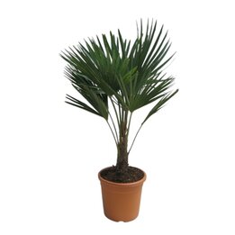 Trachycarpus fortunei - Gesamthöhe 50 - 70 cm – Topf Ø 26 cm