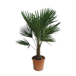Trachycarpus fortunei - Gesamthöhe 80 - 100 cm – Topf Ø 32 cm