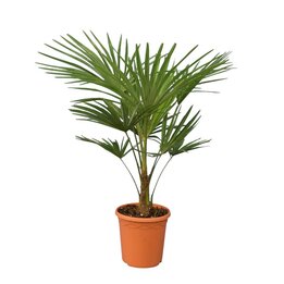Trachycarpus fortunei - Gesamthöhe 100 - 120 cm – Topf Ø 32 cm