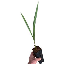 Jubaea chilensis - Topf 0,7 ltr