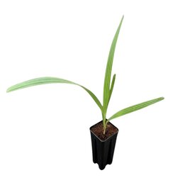 Chamaerops humilis - Topf 7 x 7 cm