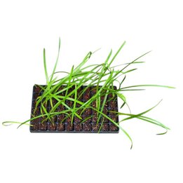 Copernicia Fallaensis - Tray 60