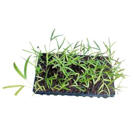 Kentiopsis piersoniorum - Tray 60