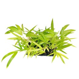 Adonidia merrillii Golden - Tray 28