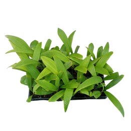 Kerriodoxa elegans - Tray 28