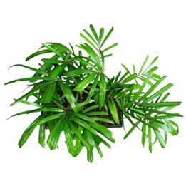 Pritchardia pacifica - Tray 28