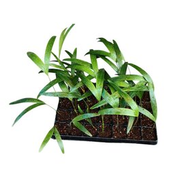 Wodyetia bifurcata - Tray 28