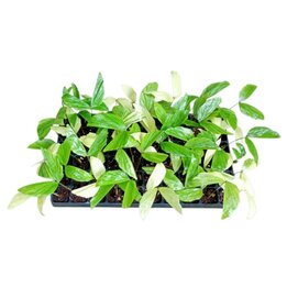 Caryota Mitis (Variegated) - Tray 60