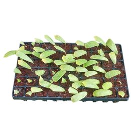 Lanonia dasyantha SP (Vietnam-China border Mottled) - Tray 60