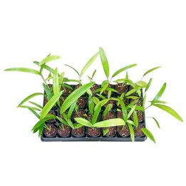 Licuala aurantiaca - Tray 28