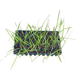 livistona humilis - Tray 60