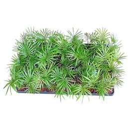 Rhopaloblaste augusta - Tray 60