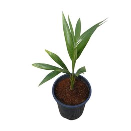 Archontophoenix alexandrae - 50-70 cm - Ø17