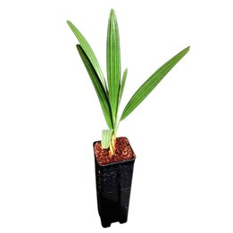 Rhapidophyllum hystrix - Topf 0,7 ltr