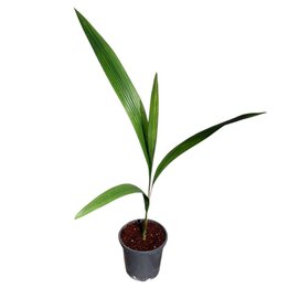 Syagrus romanzoffiana - Gesamthöhe 80 – 100 cm - Topf Ø 17 cm