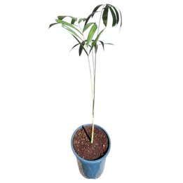Wodyetia bifurcata - Gesamthöhe 80 - 100 cm – Topf Ø 17 cm