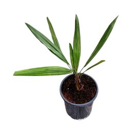 Butia capitata var. odorata - Gesamthöhe 50 – 70 cm - Topf Ø 17 cm