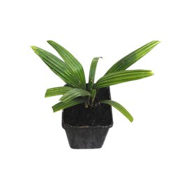 Trachycarpus wagnerianus - 3 Pflanzen pro Topf – Topf 0,9 ltr