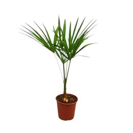 Trachycarpus fortunei - Gesamthöhe 50 - 70 cm - Topf Ø 17 cm