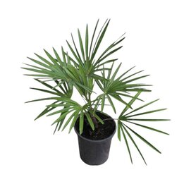 Trachycarpus princeps x wagnerianus - Gesamthöhe 50 - 70 cm – Topf Ø 17 cm