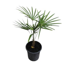 Trachycarpus wagnerianus x princeps - Gesamthöhe 50 - 70 cm – Topf Ø 17 cm