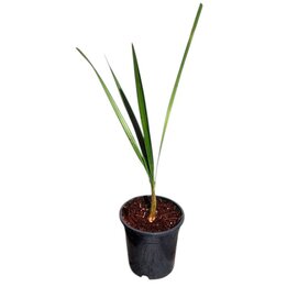 Jubaea chilensis - hauteur totale 60 – 80 cm - pot Ø 17 cm