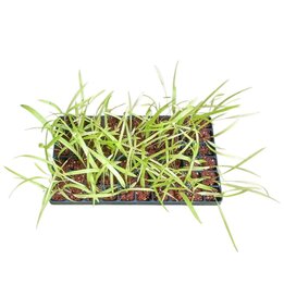 Livistona benthamii Gold - Tray 60